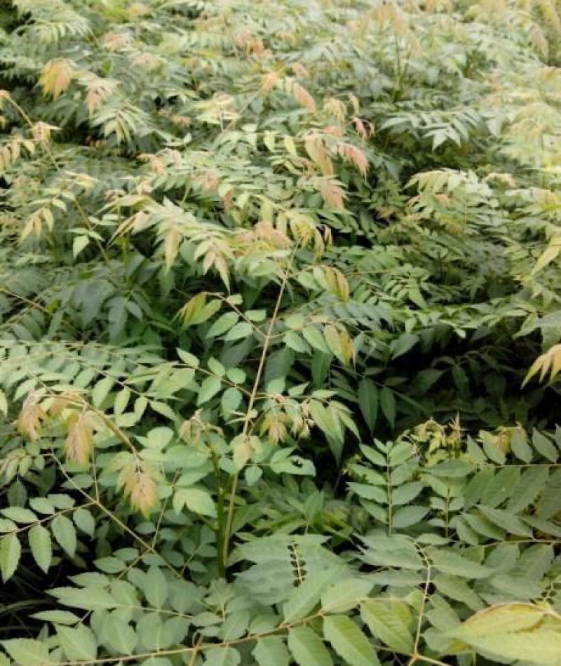 新采栾树种子黄山栾种子花木北京栾种子南栾北栾种子林木树