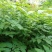 新采栾树种子黄山栾种子花木北京栾种子南栾北栾种子林木树