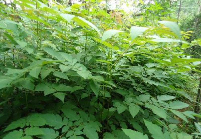 新采栾树种子黄山栾种子花木北京栾种子南栾北栾种子林木树