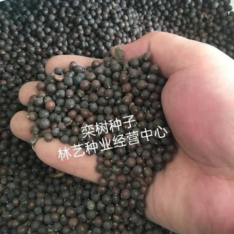 新采栾树种子黄山栾种子花木北京栾种子南栾北栾种子林木树