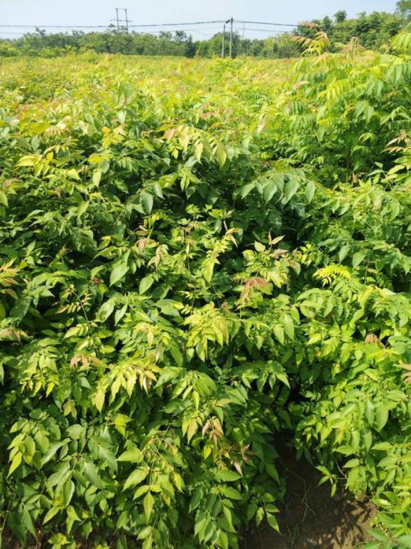 新采栾树种子黄山栾种子花木北京栾种子南栾北栾种子林木树