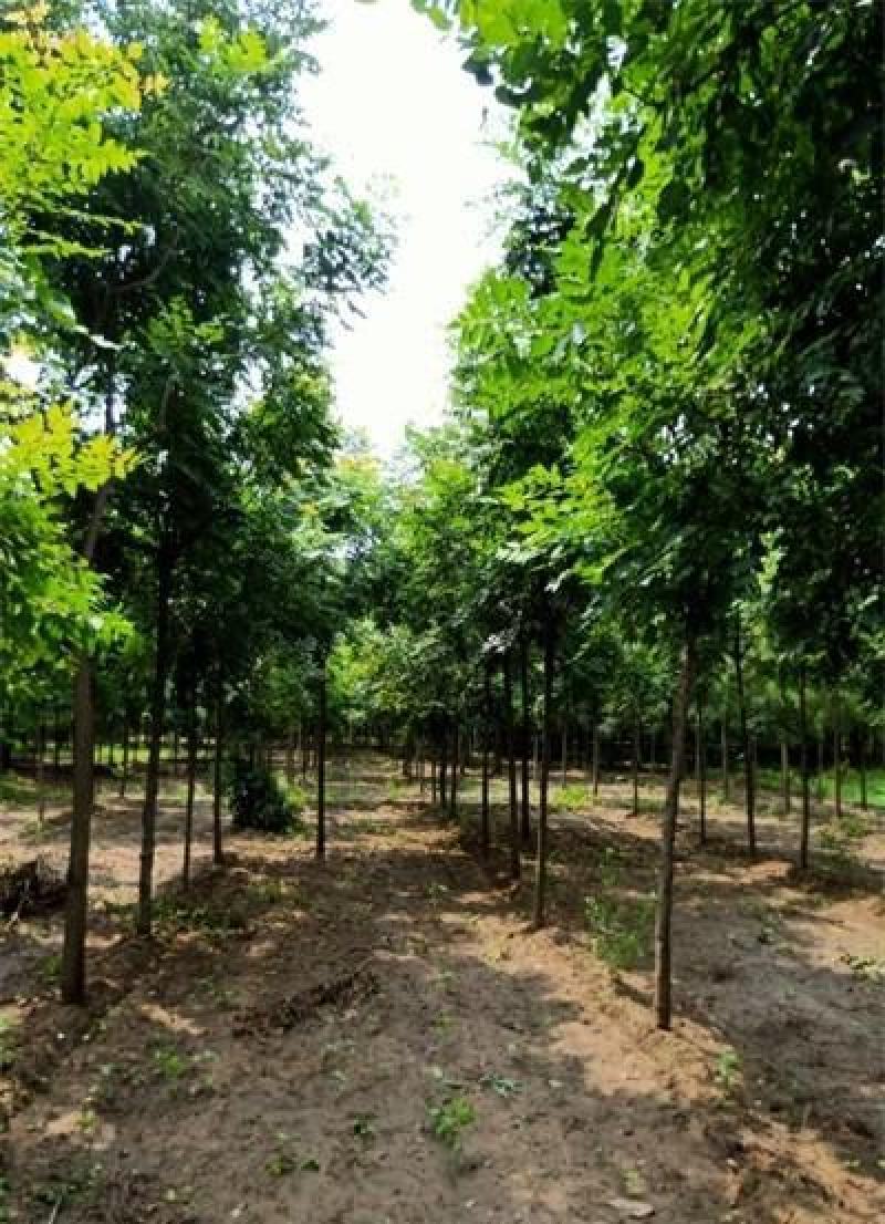 新采栾树种子黄山栾种子花木北京栾种子南栾北栾种子林木树
