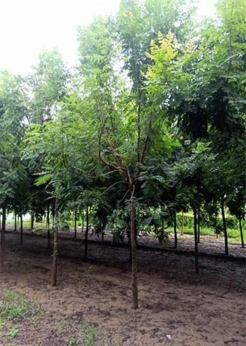新采栾树种子黄山栾种子花木北京栾种子南栾北栾种子林木树