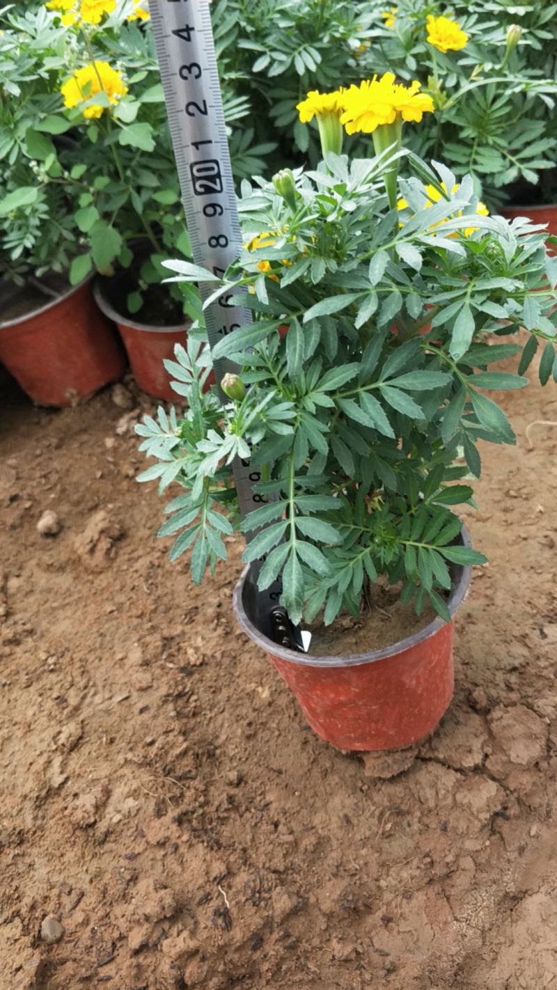 孔雀草山东孔雀草青州货源孔雀草全国孔雀草