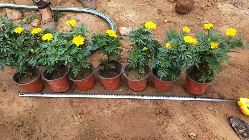 孔雀草山东孔雀草青州货源孔雀草全国孔雀草