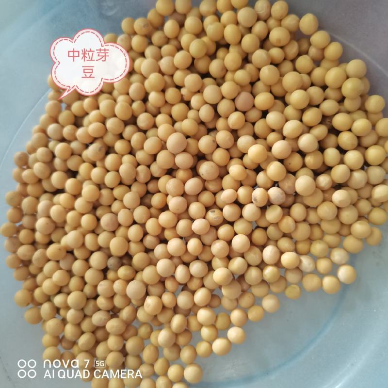 芽豆芽苗豆中粒黄豆东升一号黄芽豆