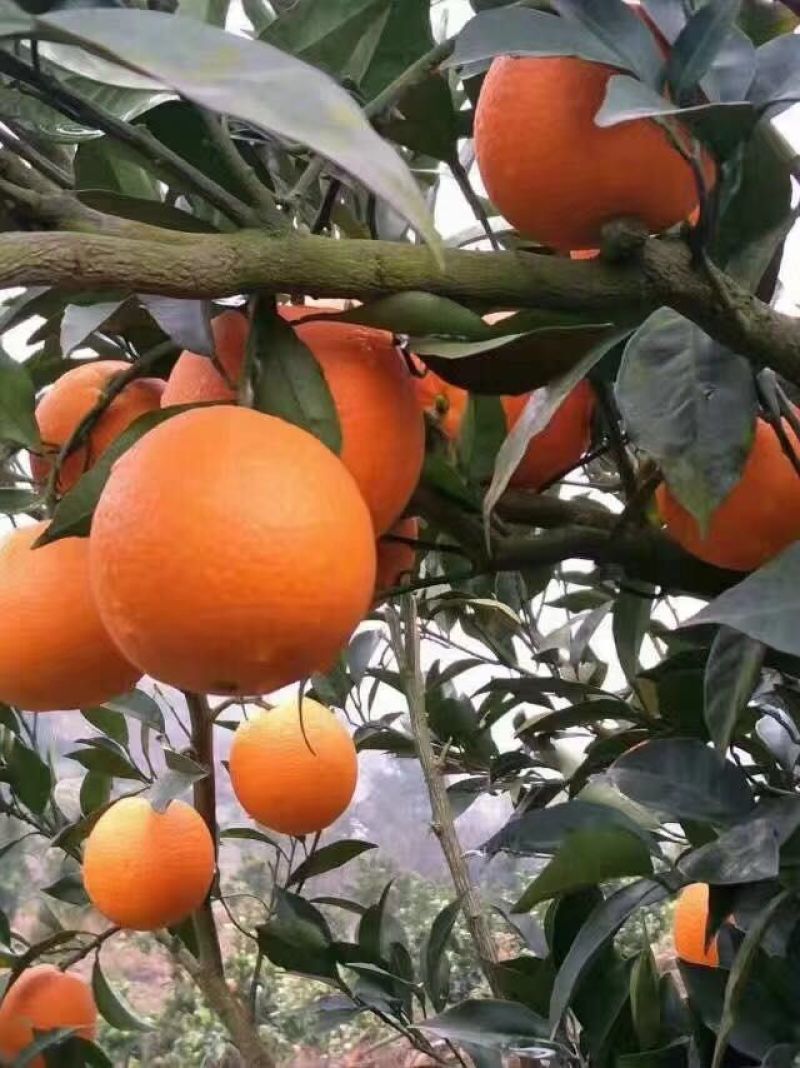 湖北蜜橘叶桔柑桔柑橘产地直销，量大从优，欢迎订购