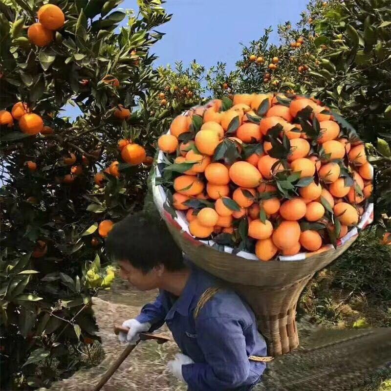 湖北蜜橘叶桔柑桔柑橘产地直销，量大从优，欢迎订购