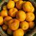 湖南蜜橘叶桔柑桔柑橘产地直销，量大从优，欢迎订购