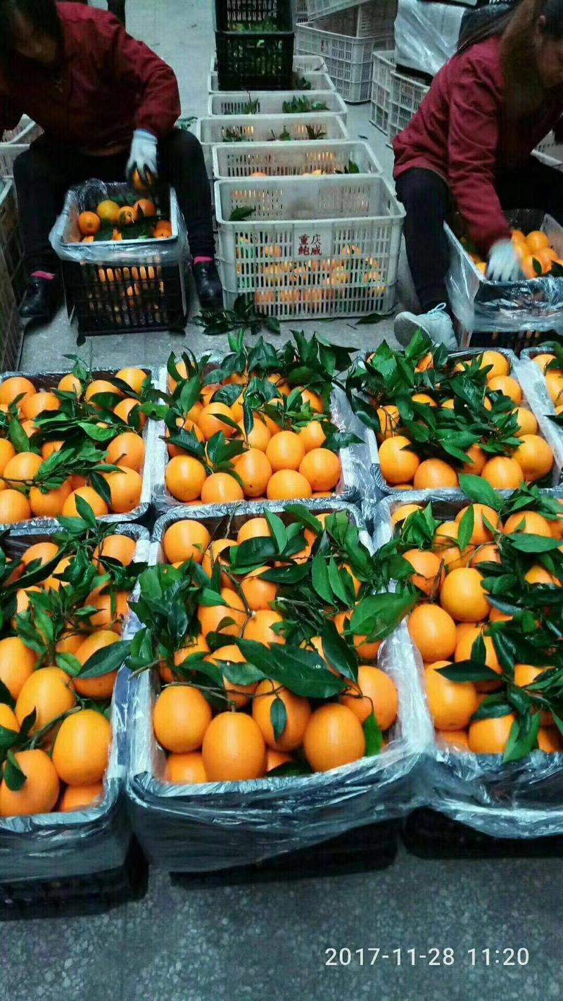 湖南蜜橘叶桔柑桔柑橘产地直销，量大从优，欢迎订购