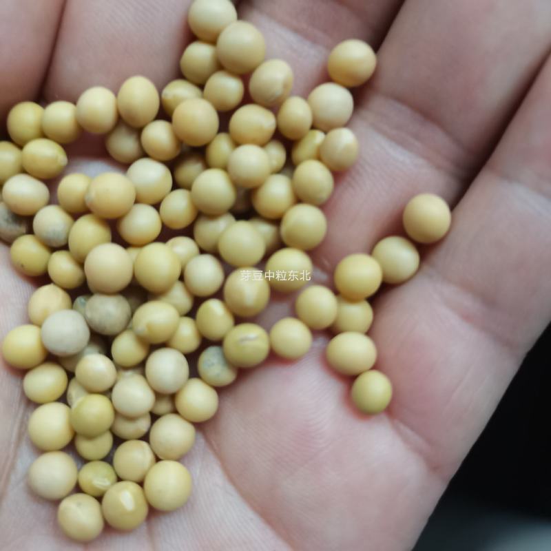 芽豆芽苗豆中粒黄豆东升一号黄芽豆