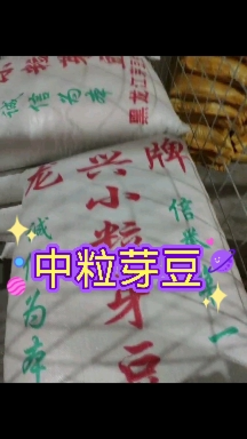 芽豆芽苗豆中粒黄豆东升一号黄芽豆