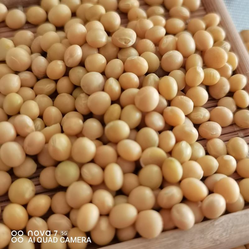 芽豆芽苗豆中粒黄豆东升一号黄芽豆