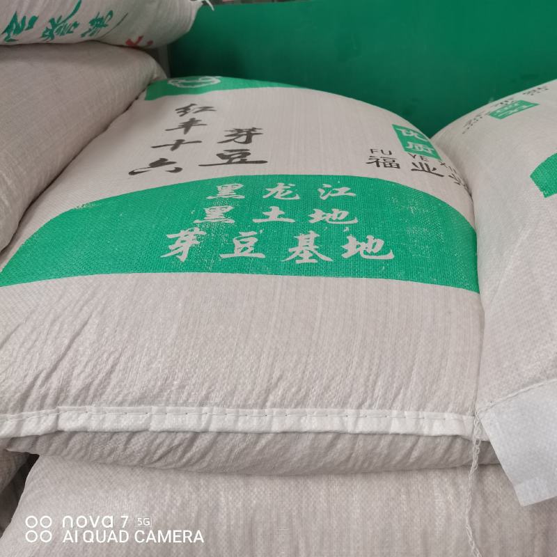 芽豆芽苗豆中粒黄豆东升一号黄芽豆