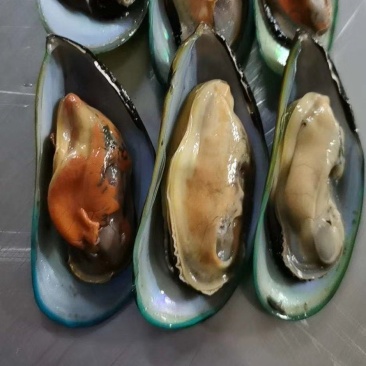 青口，青口螺，贻贝，新西兰翡翠贻贝，蓝口贝，