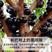 嘉宝果树苗树葡萄苗正宗台湾树葡萄沙巴四季南北种植当年结果