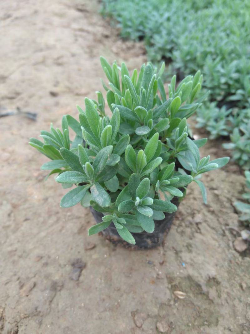 薰衣草青州货源山东基地直发货源潍坊价格质量