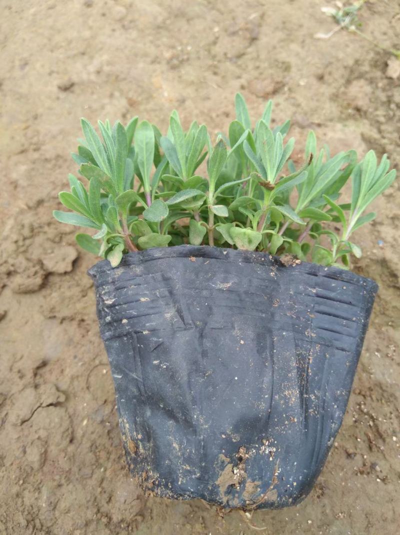 薰衣草青州货源山东基地直发货源潍坊价格质量
