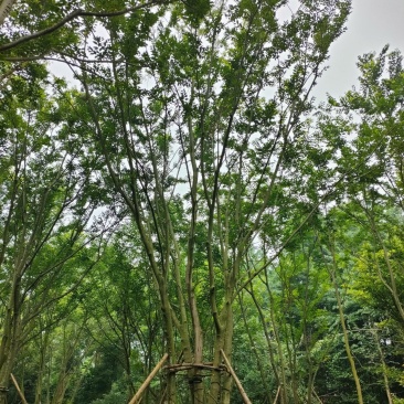 丛生朴树拼栽丛生朴树树形精品，基地直销价格优势