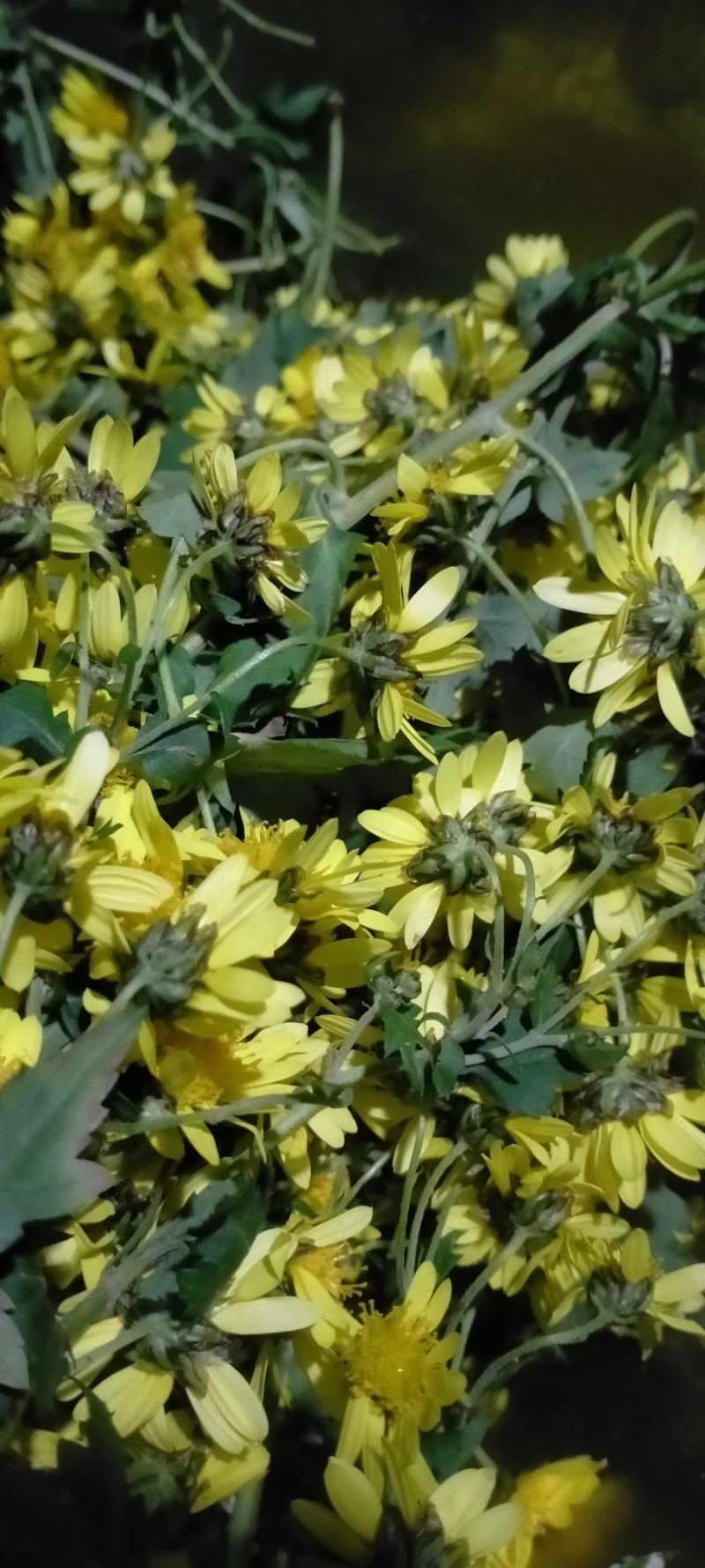 满山的野菊花