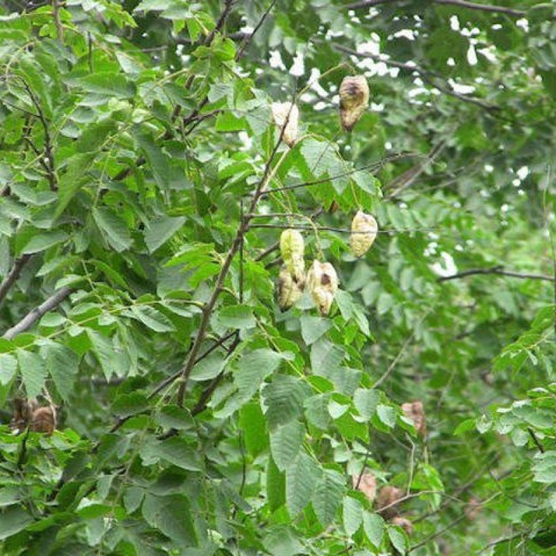 新采栾树种子黄山栾种子花木北京栾种子南栾北栾种子林木树