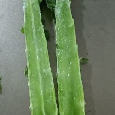 优质莴苣杆子莴苣大量上市中，不空心，无顶花！
