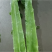 优质莴苣杆子莴苣大量上市中，不空心，无顶花！