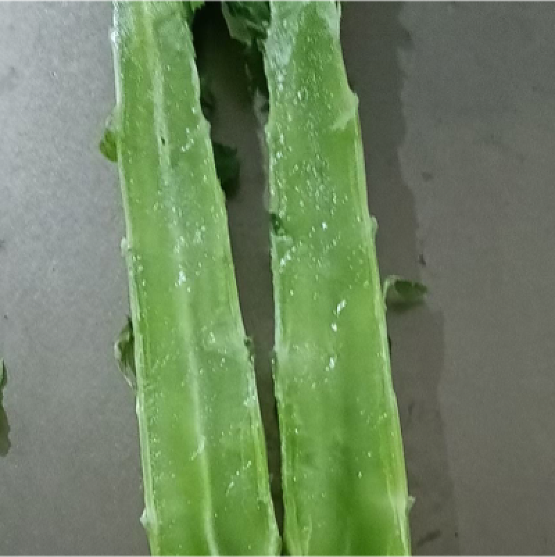 优质莴苣杆子莴苣大量上市中，不空心，无顶花！