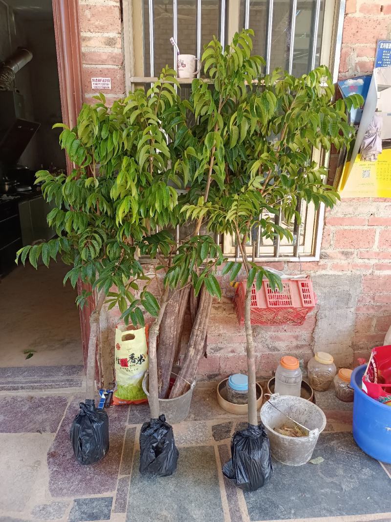 橄榄树苗乌橄榄青橄榄包邮价小小果苗
