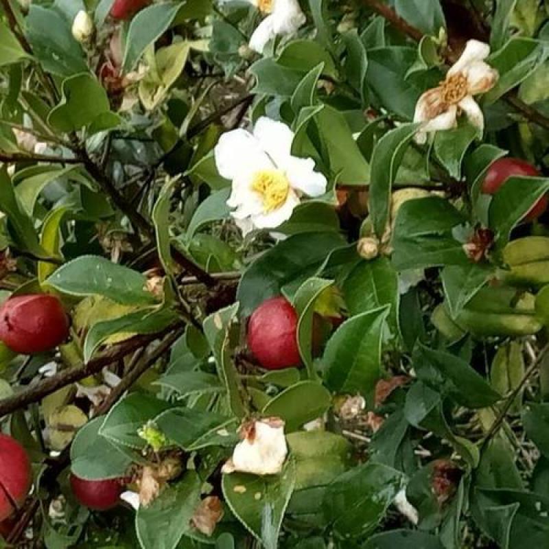 油茶种籽种子红花白花油茶籽仁山茶花多年生大果茶树种子茶子