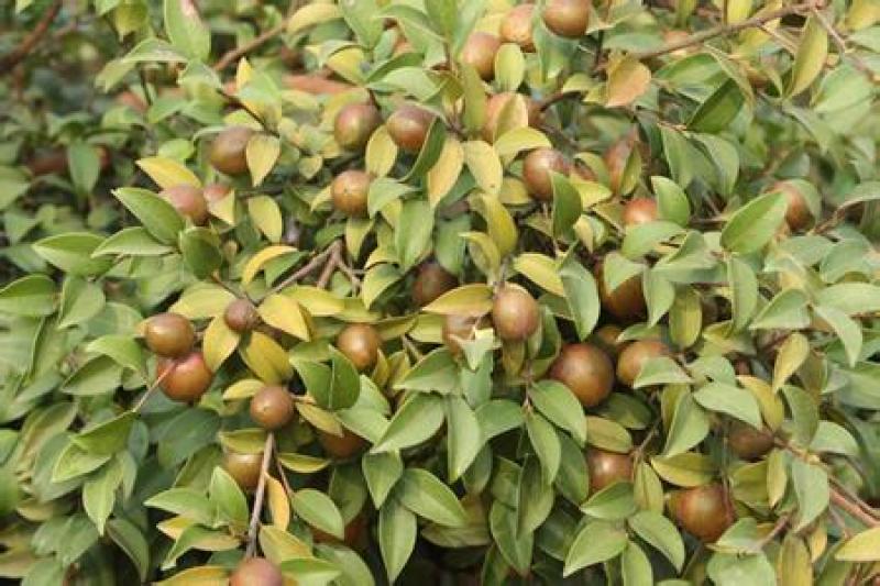 油茶种籽种子红花白花油茶籽仁山茶花多年生大果茶树种子茶子