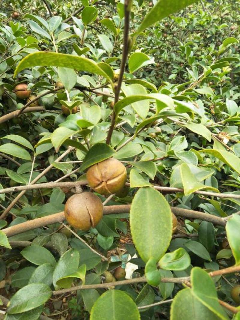 油茶种籽种子红花白花油茶籽仁山茶花多年生大果茶树种子茶子