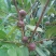 油茶种籽种子红花白花油茶籽仁山茶花多年生大果茶树种子茶子
