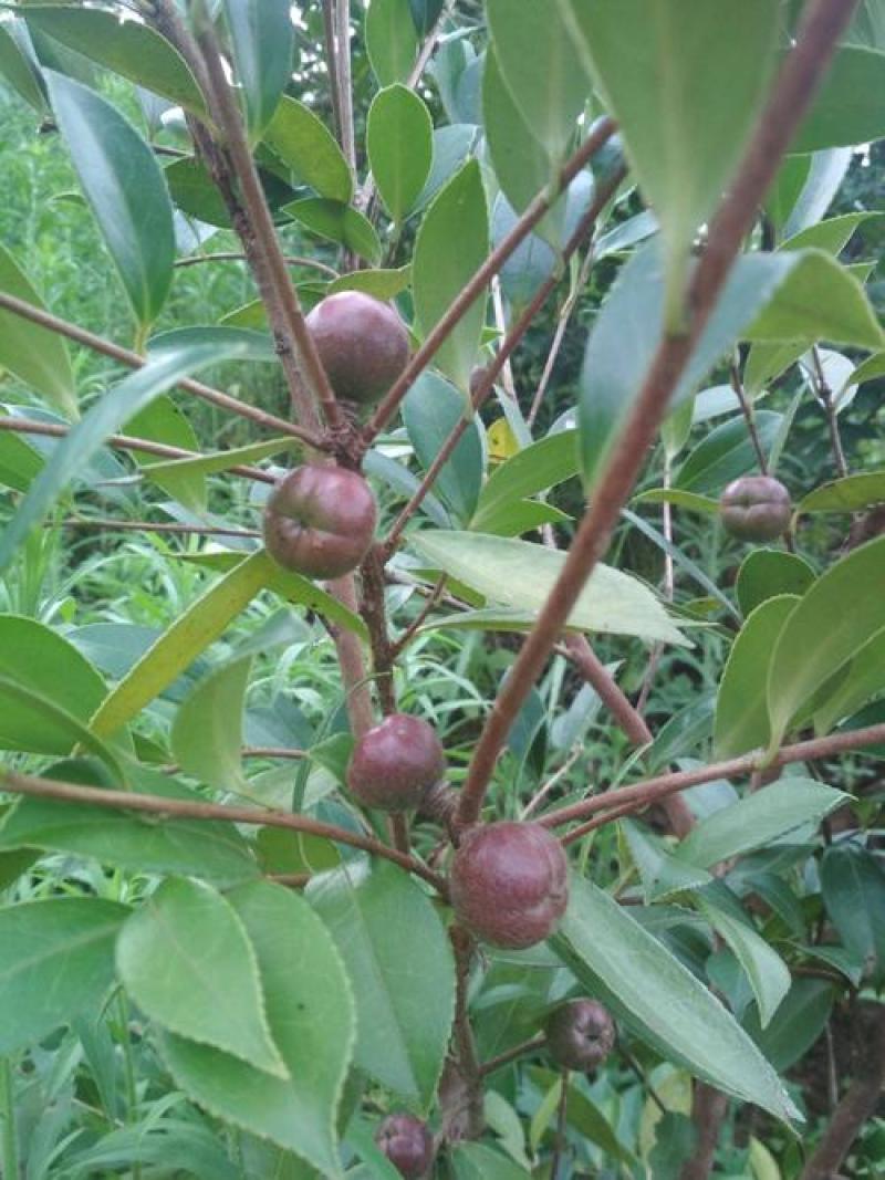 油茶种籽种子红花白花油茶籽仁山茶花多年生大果茶树种子茶子