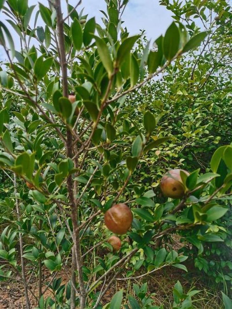 油茶种籽种子红花白花油茶籽仁山茶花多年生大果茶树种子茶子