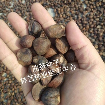 油茶种籽种子红花白花油茶籽仁山茶花多年生大果茶树种子茶子