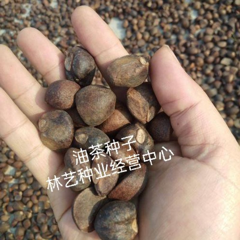 油茶种籽种子红花白花油茶籽仁山茶花多年生大果茶树种子茶子