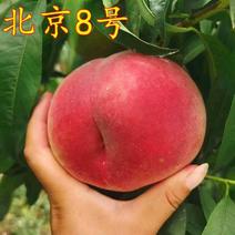 新品种早熟北京八号桃树苗盆栽地栽南方北方种植果树苗