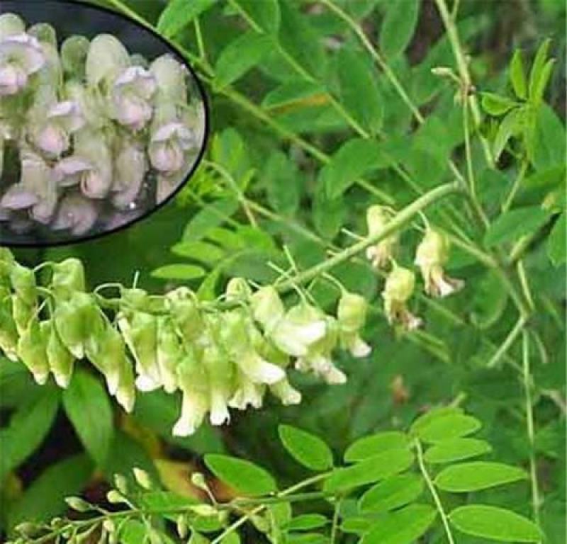 苦刺种子白刺花种子当年新种林木种子量大优惠