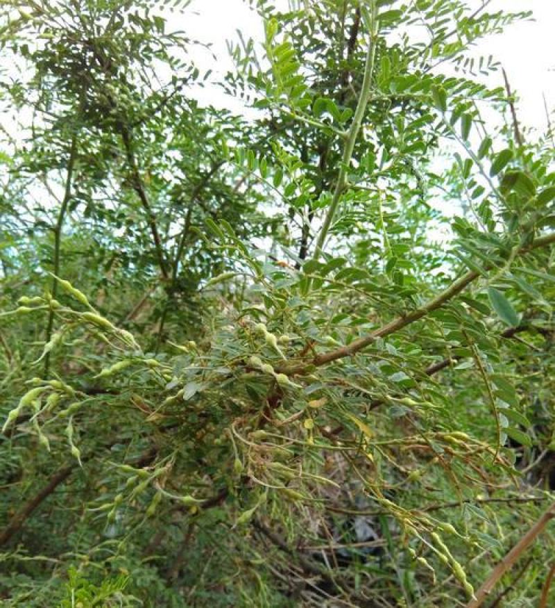 苦刺种子白刺花种子当年新种林木种子量大优惠