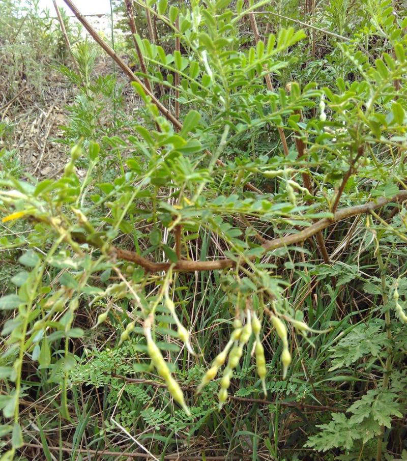 苦刺种子白刺花种子当年新种林木种子量大优惠