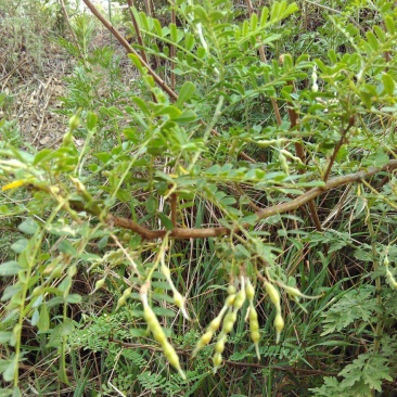 苦刺种子白刺花种子当年新种林木种子量大优惠