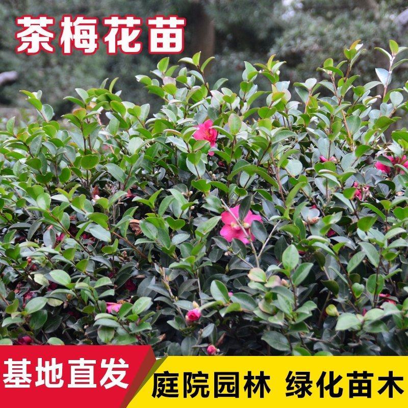茶梅满堂红四季常青盆栽别墅庭院耐寒耐旱四季好养非温度