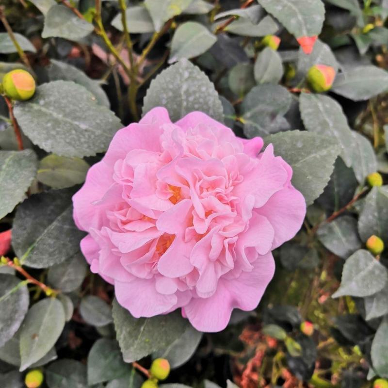 香妃茶花福建省龙岩市漳平永福镇基地直发喜欢的老板联系