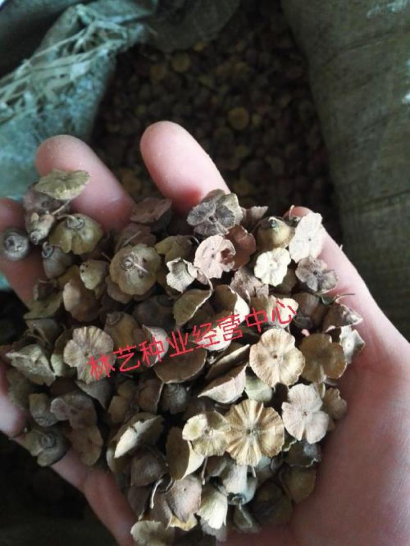 新采马甲子种子铁篱笆种子带刺篱笆种子铜钱树马鞍树鸟不站刺