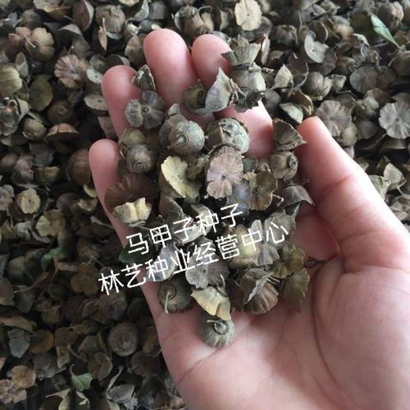 新采马甲子种子铁篱笆种子带刺篱笆种子铜钱树马鞍树鸟不站刺