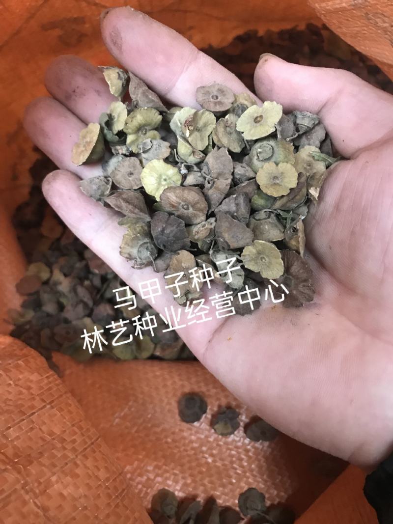 新采马甲子种子铁篱笆种子带刺篱笆种子铜钱树马鞍树鸟不站刺