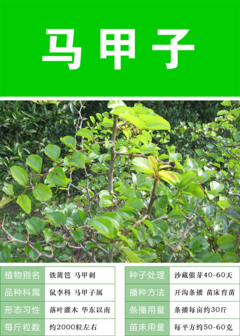 新采马甲子种子铁篱笆种子带刺篱笆种子铜钱树马鞍树鸟不站刺
