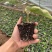 中华木绣球（斗球）包品种对版，一年开两季花，适合庭院种