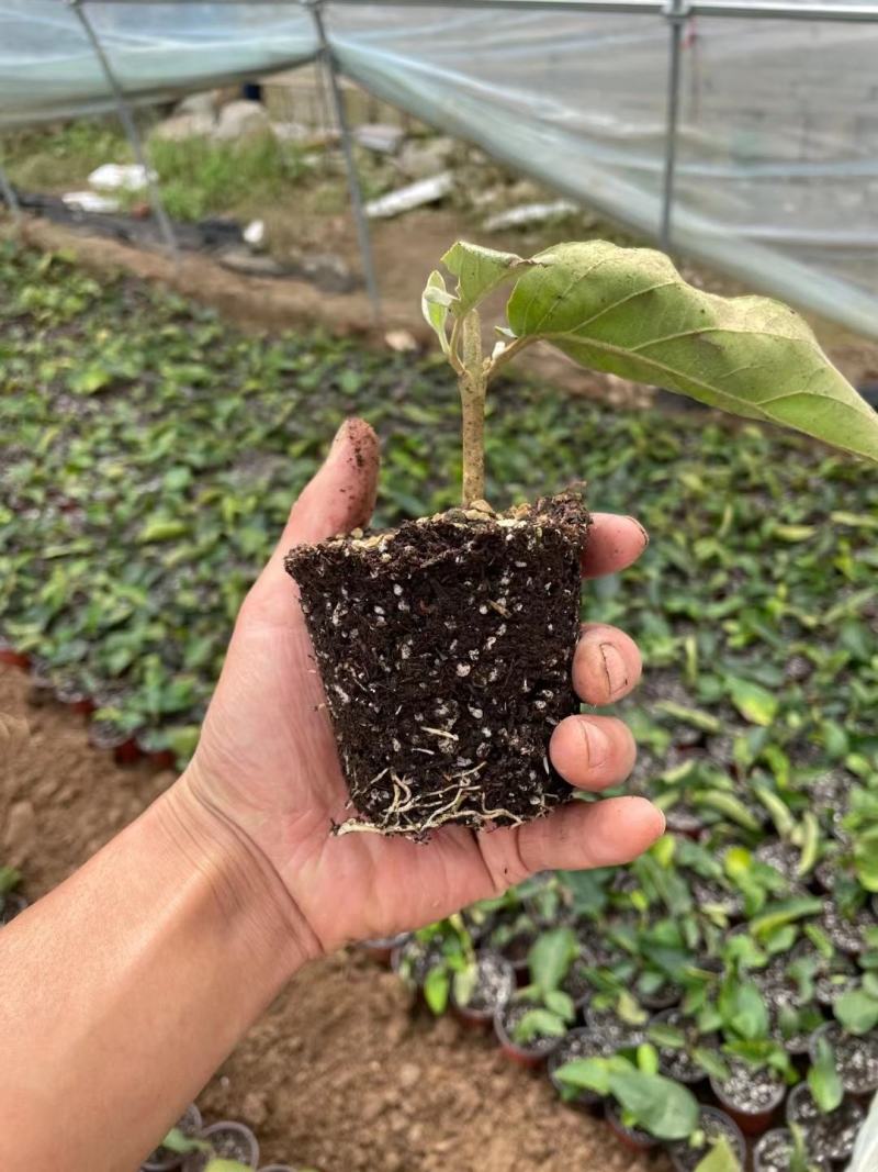 中华木绣球（斗球）包品种对版，一年开两季花，适合庭院种